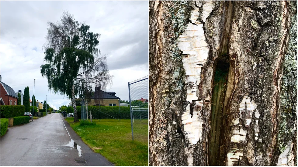Redan 2017 upptäckte kommunen att någon hade gjort åverkan på en av de äldre björkarna. Sedan dess har kommunen planterat tre nya träd som alla dött. Nu har den sista äldre björken också angripits.  