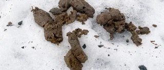 Hundägare i Byske – skärp er     