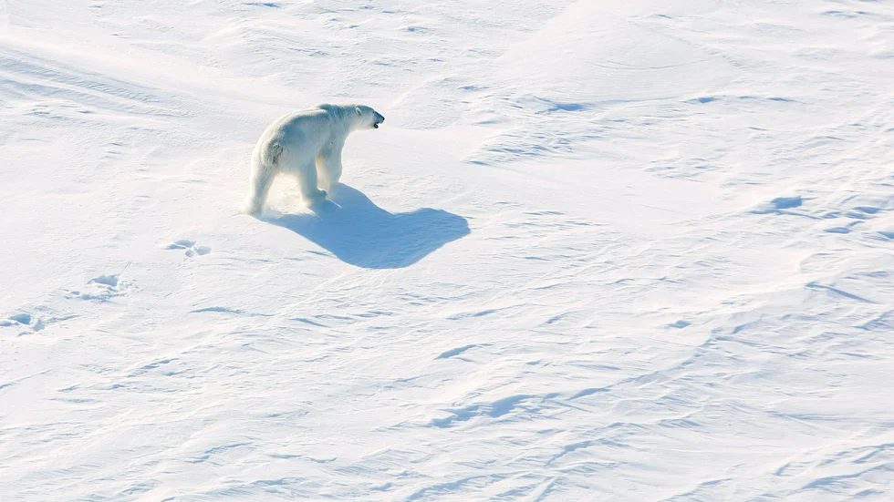 Skribenten tycker att isbjörnar bör få vara i fred.