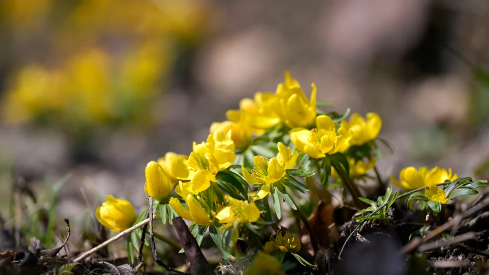 Våren är kommen, men än dröjer det nog några veckor innan vintergäcken blommar.