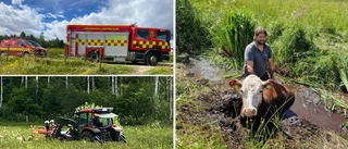 Ingen ko på isen – men kviga i vattnet – räddades av brandkåren