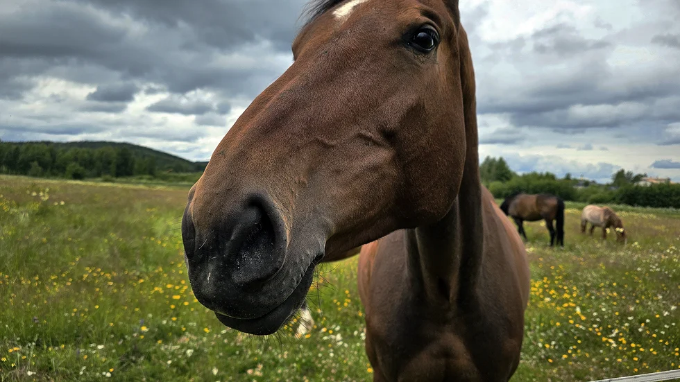 Nyfiken mule. Den 1 juli tog Anki Flygare Nilsson en cykeltur runt Boden och hon berättar att hon i sedvanlig ordning fotade hästarna i hagen. "Äntligen var de där, så fina! Vissa var väldigt nyfikna, kom fram och var väldigt intresserade av mobilen." skriver hon.