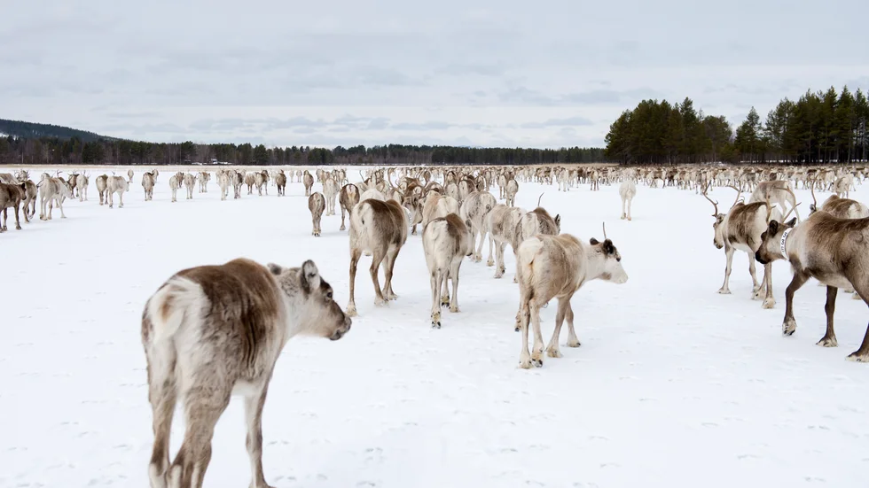 Rennäringen är kritisk mot Copperstones gruvplaner i Kiruna. Arkivbild.