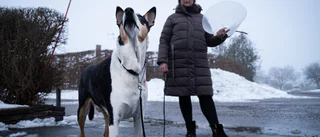 Rebeckas Eno blev hundens fjärde offer: "Varför händer inget?"