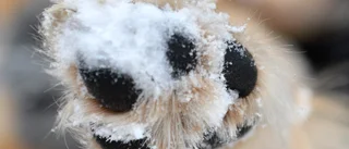 Skit i smutsen och gör en snöängel!