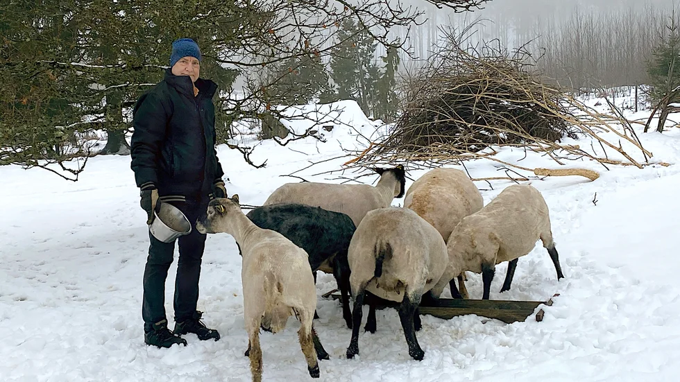 Carlolof och Rosemari Port i Örsundsbro tar in sina får på nätterna efter rapporterna om varg i området.