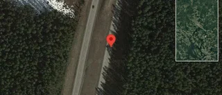 Rådjur innanför viltstängslet på E4