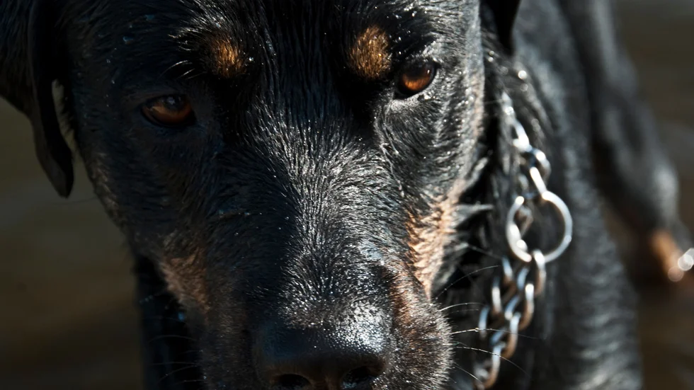 Den ena hunden satt fastkedjad vid en lastpall med en enkel hundkoja utan isolering ovanpå och hade inte tillgång till vatten. Bilden är tagen i ett annat sammanhang.