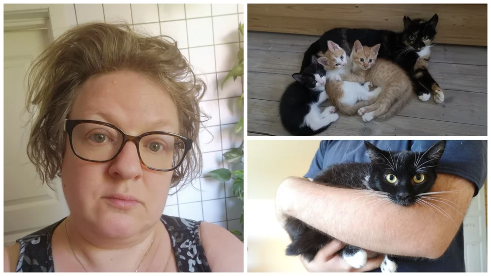 Annica Tillberg driver ett katthem i Rimforsa. På Facebook-sidan "Livet med jourkatter" lägger hon upp bilder och uppdateringar om katterna. 