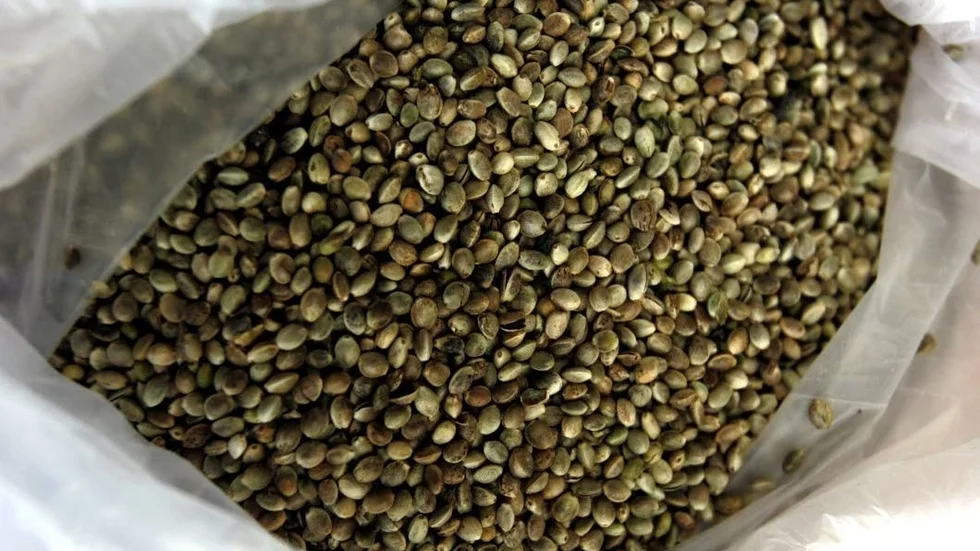 Industrihampa har flera användningsområden. Av fröna kan man utvinna omega-6 och omega-3, fettsyror lämpade för livsmedelsindustrin. Hampafibern är stark och kan användas inom byggindustrin.