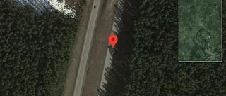 Älg innanför viltstängslet på E4