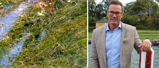 Efter fjolårets stora pestproblem: Så är läget i kanalen i år