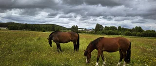 Läsarbild: Hästar i hagen i Boden