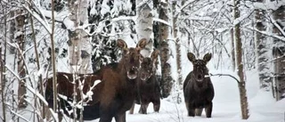 Märkta älgar ska minska betesskador