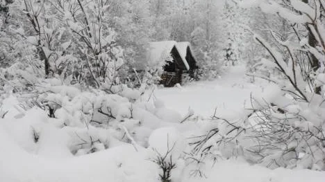 Snö i mängder och hela landskapet är målat i många vitgråa nyanser denna dag den 26 december i Stockfors. Efter den stränga kylan känns -16 grader som mild och behaglig temperatur.