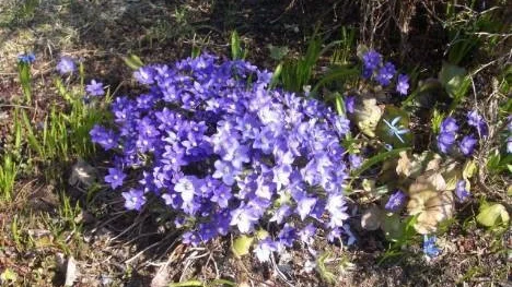 Så här fint blommar blåsipporna i Älvsbyn
