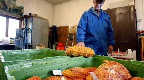 Sommaren 2006 gjordes för första gången ett fältförsök med GMO-potatis på Försöksgården i Öjebyn. På bilden har försöksledaren Bill Hultman just fått säckarna med genmodifierad stärkelsepotatis från Tyskland som ska sättas i jorden. I år var det tänkt att Hushållningssällskapet skulle provodla GMO-potatis i Sunderbyn, men man har tänkt om och det blir inget av dessa planer.  (Arkivbild)