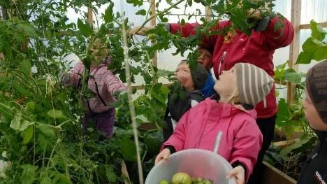 Här skördas tomater i fritids växthus. Från vänster; Isabell Astren, Elias Westerlund, Nidas Wikström, Inga-Lill Lundqvist, Josefina Flinkfeldt och Liam Kågström.