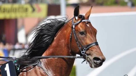 En av världens bästa hästar, fjolårets elitloppsvinnare Torvald Palema gästar Bodentravet idag, lördag, när det är dags för historisk kvallsomgång på V75.