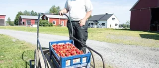 Ett bra år för norrbottniska gubbar
