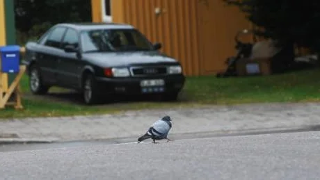 Arjeplog blev aldrig stad, men nu finns i alla fall en  stadsduva i samhället. Här på promenad på Centralgatan.