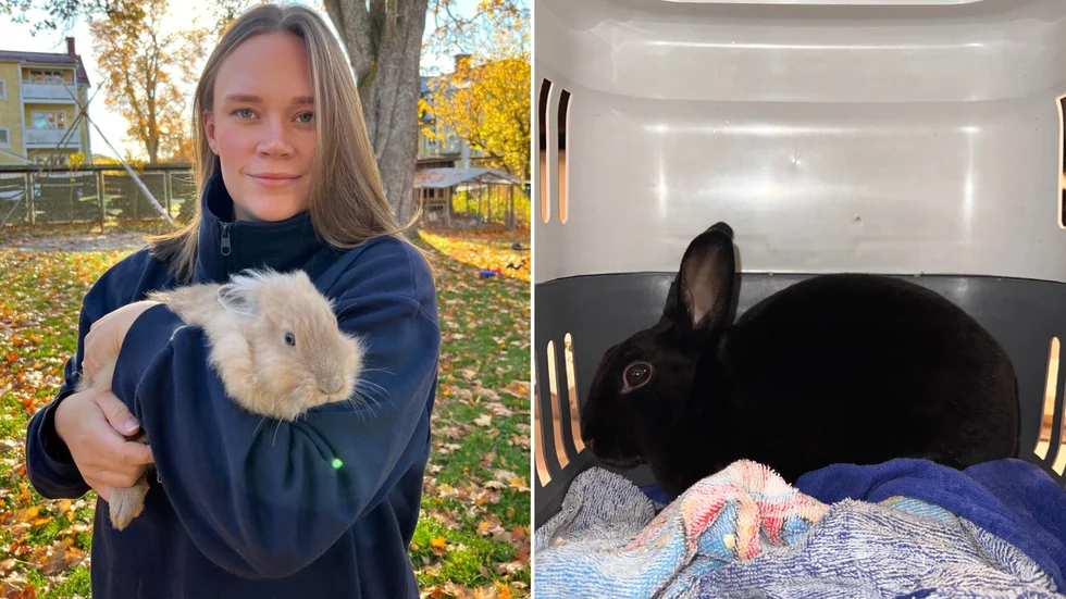 Evelina Berggren har engagerat sig i en dumpad kanins öde.