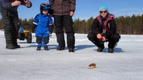 Familjen Simon, Loke och Lilly Samuelsson fick under sitt Arjeplogsbesök på påsken se fjällämmel för första gången.