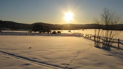 Det starka vårvinterljuset är åter här med sol över gnistrande, vita snöfält i Stockfors, Älvsbyn.