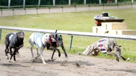Rapp gjorde skäl för sitt namn genom sin superstart i Miroi Kanis Elit-loppet. 510 meter senare hade han drygat ut sin ledning med fem tiondelar, vilket inte är fy skam med tanke på att en greyhound springer cirka 16 meter per sekund.