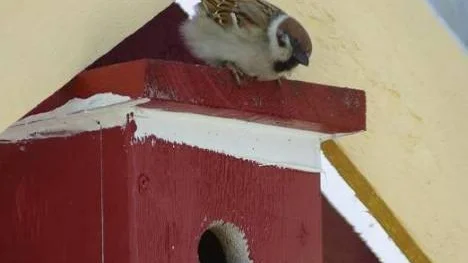 Pilfinken sitter på taket till holken och funderar på inflyttning. Tillgången på holkar är inte stor, snart kommer också flugsnapparen och den gynnaren brukar kasta ut eventuellt nybyggare om den finner bostaden lämplig.