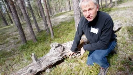 Den döda tallen lämnades en gång i tiden för att den var rutten. Den är viktig för många insekter och växter men är ett sällsynt inslag i skogar som planterades förr, berättar Sveaskogs miljöchef Olof Johansson.