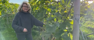 En av landets nordligaste vingårdar finns på Selaön "Vinodling är romantiskt"
