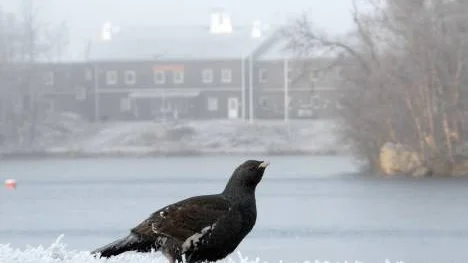 Tjädertuppen på promenad i centrala Arjeplog. I bak- grunden syns Hornavan Hotell.