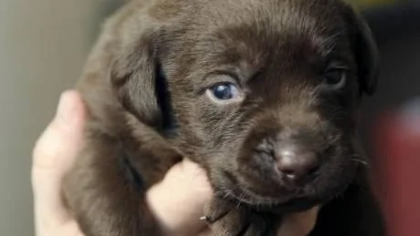 SÖTAST I STAN?.En ljuvlig labbevalp växer också upp och blir en stor hund som kräver såväl motion som hjärngympa. Foto: LINDA WIKSTRÖM
