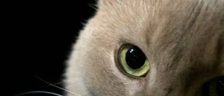 Katt med rivig blick