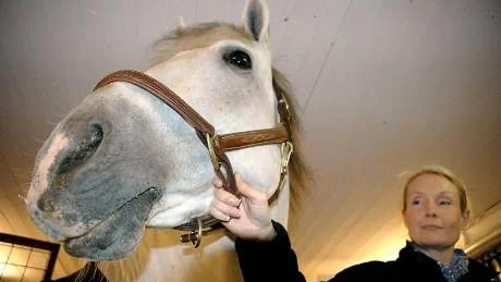 renrasig. Maria Eriksson med sin 13-åriga PRE-hingst.