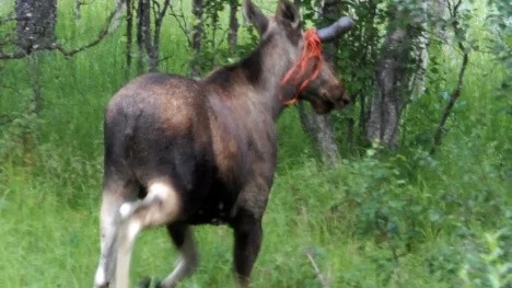 Vad har älgtjuren råkat ut för. Tänker den lura älgjägare  måntro? Bilden togs en mil öster om Jäckvik på onsdagsmorgonen.