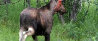 Kamouflerad älg i Arjeplog