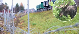 Trasigt viltstängsel upprör – oro för att olycka ska inträffa: "Mejlade Trafikverket i juli förra året"