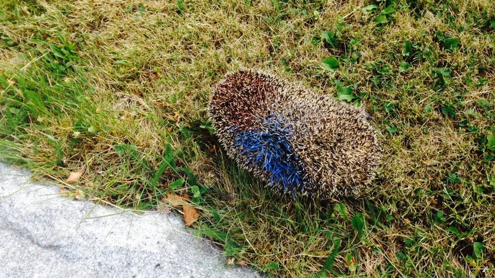 Varför? Debatten blommar upp varje sommar när folk får syn på- och fotagraferar igelkottar med färg på taggarna.