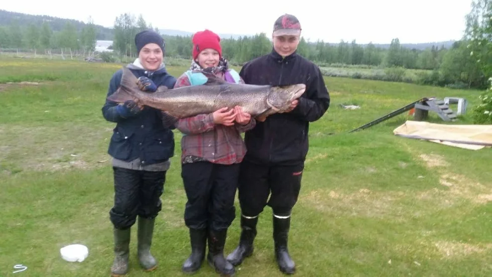 Glad trio. Tre kompisar från Kuttainen långt upp i Tornedalen rodde drag på Muoniälven och fick den här granna laxen på 16,3 kilo. De tre är Edvin Törelid, Mattias Pounu, och Jonáh Valkeapää.