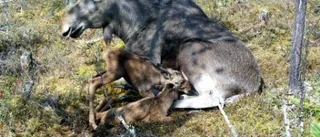 Älgen Tuva fick tvillingkalvar