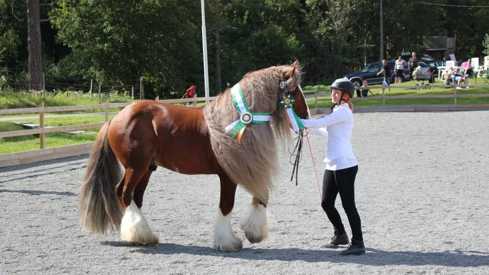 Laddar för horseshow. Finspångshästen Raffe och ägaren Linda Thyselius laddar nu för att vara med i Sweden International Horse Show i Stockholm!