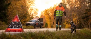 Så ska du agera vid en viltolycka