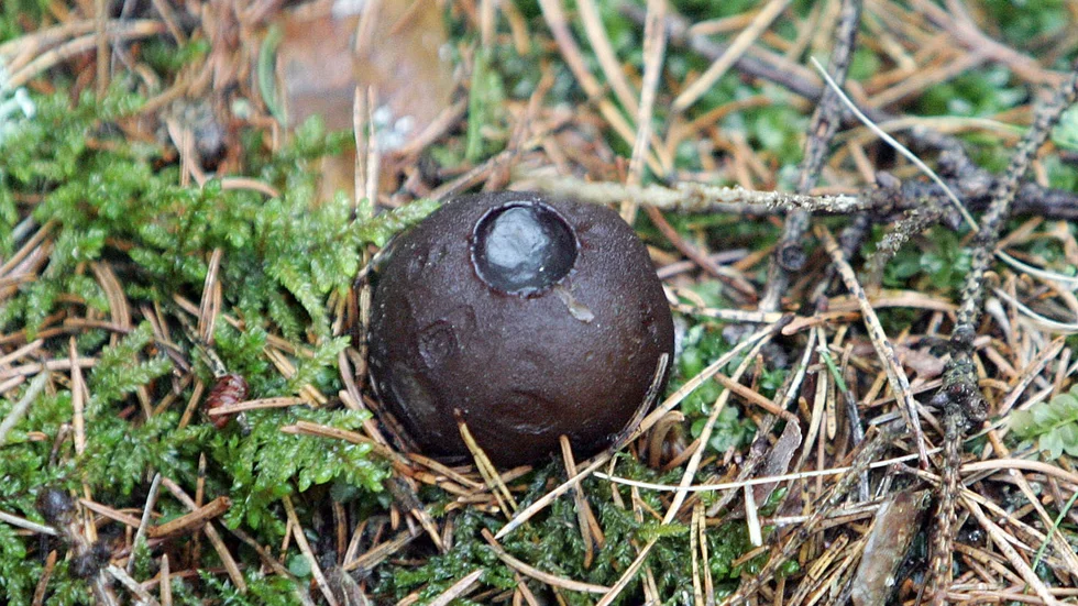 Ett fynd av den sällsynta svampen bombmurkla för sex år sedan sätter stopp för delar av en skogsavverkning söder om Enköping.