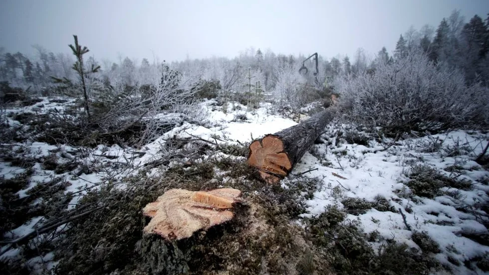 Flera på Älvsbykontoret kände att anställningen var i fara när Skogsstyrelsen gick ut med att 140 måste gå. Därför var beskedet att ingen konsulent i Norrbotten måste gå väldigt välkommet.