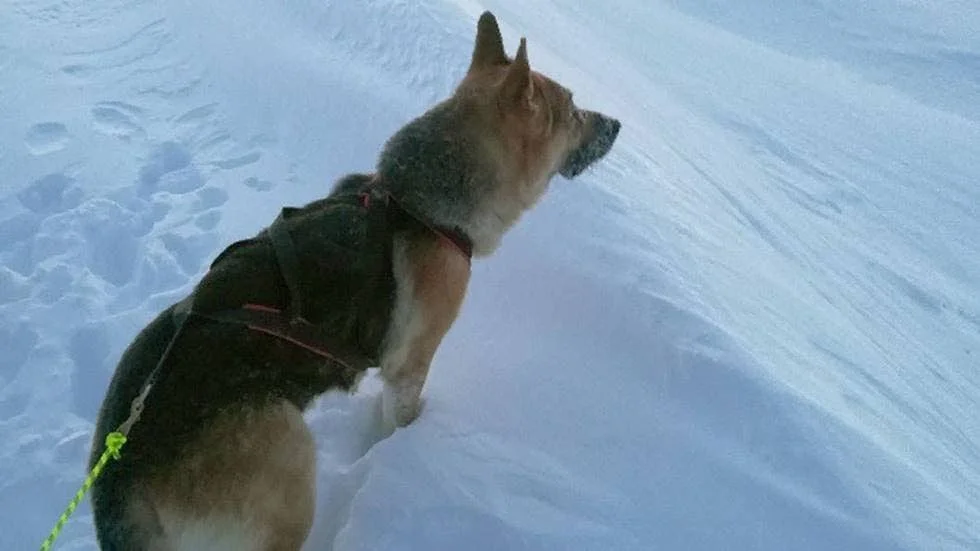 Schäfern Hemulen befinner sig på lavinräddningsutbildning i Jämtland.