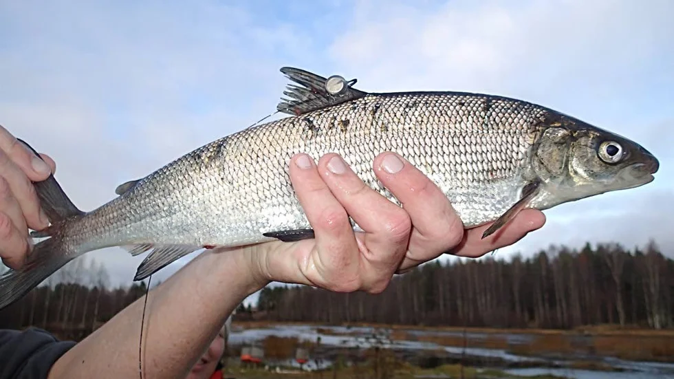 Vandringshindret är borttaget, men hittills har bara siken vandrat några hundra meter uppströms. (Arkivbild)