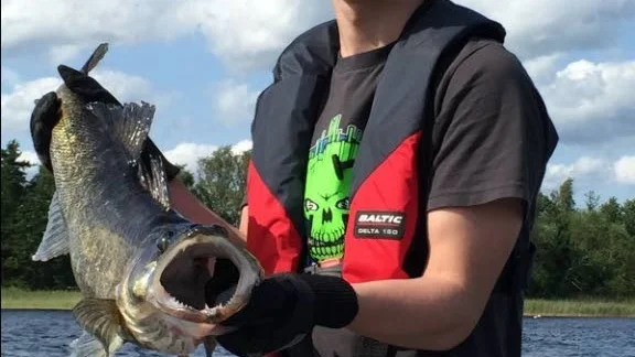Catch and release. Största gösen på 84 cm fångade av Johan Ek under fisketävlingen Gösnatta i Hävla i helgen.