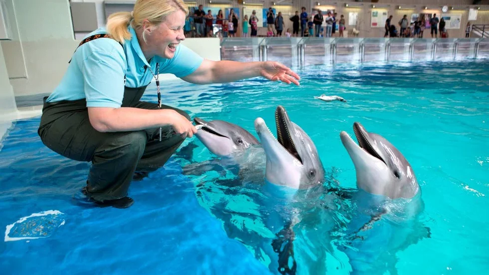 Sparar olja. I Kolmårdens delfinarium har man sparat stora mängder olja, genom att förbättra värmepumparna. Här ses delfintränaren Sunna Edberg i träningstagen.
